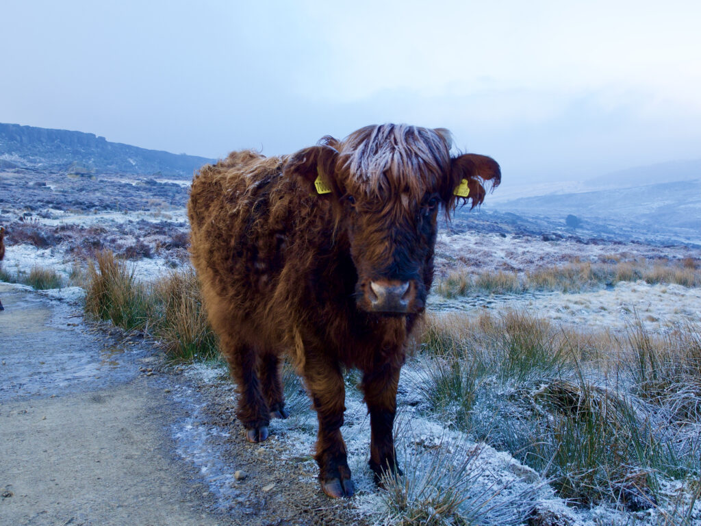 A highland cow in the Peak District on a frosty morning